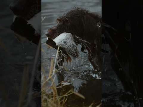 Dropping ducks #duckhunting #hunting