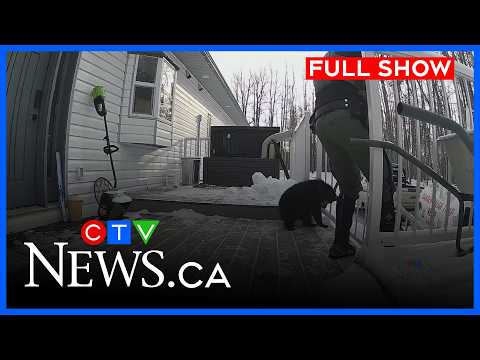 Bear cub rescued in northern Alberta | CTV News Edmonton at 11:30 for Feb. 12, 2026