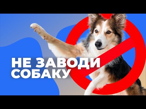10 Reasons Not to Get a Dog 🐕 All the Cons Before Buying a Puppy