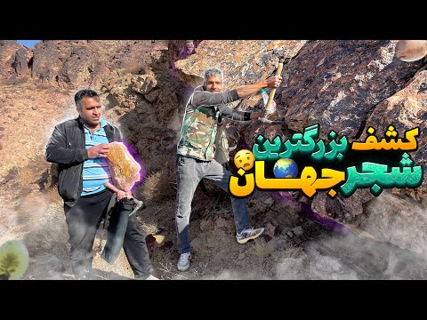 شکار بزرگترین عقیق شجر جهان | آموزش شکار سنگ قیمتی#سنگهای_قیمتی