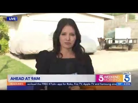 Bear wanders into KTLA reporter’s live shot while covering violent encounter 