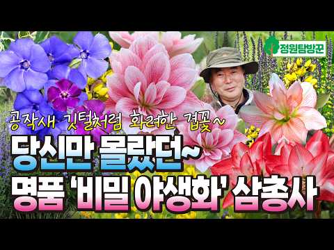 Here are three "secret wildflowers" that are a winter garden gem, unfazed by cold waves! From pea...