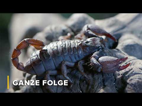 Giftige Jäger: Schlangen, Spinnen & Skorpione | Afrikas Klauen & Kiefer 102