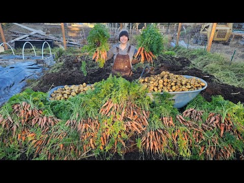 Our Biggest Fall Harvest Yet | Massive Carrot & Potato Haul from Our Alaska Garden