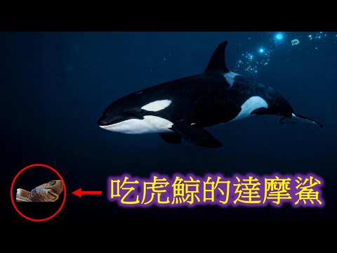 海洋裡不起眼的小傢伙，竟然把虎鯨治得服服帖帖！