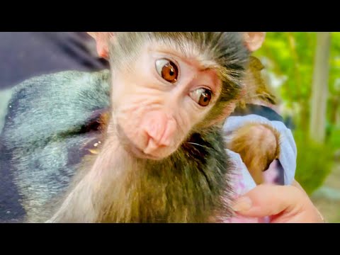 Степашка и Маня снова отправляются гулять! КУДА ПРОПАЛА СЕМЬЯ ГАМАДРИЛ???