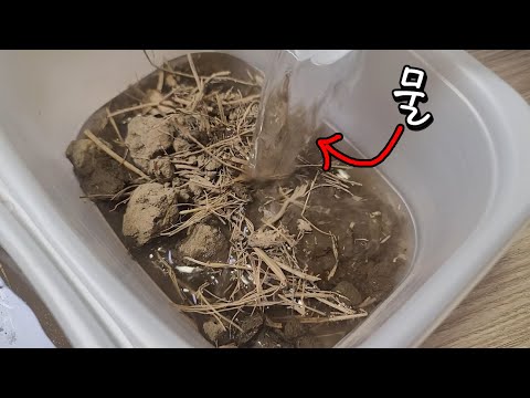 2년 건조한 흙에 물을 섞으면 생기는 일