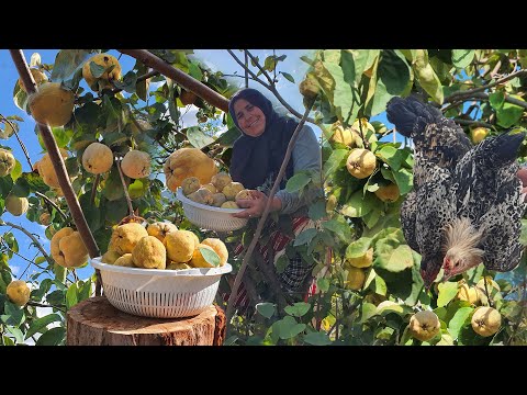 جني السفرجل البلدي مع طريقة الإحتفاظ به لأكثر من سنة وإعداد طاجين بالدجاج البلدي والسفرجل في جو ممطر