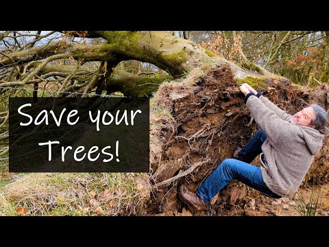 Shelterbelt Secrets: How to protect your trees!
