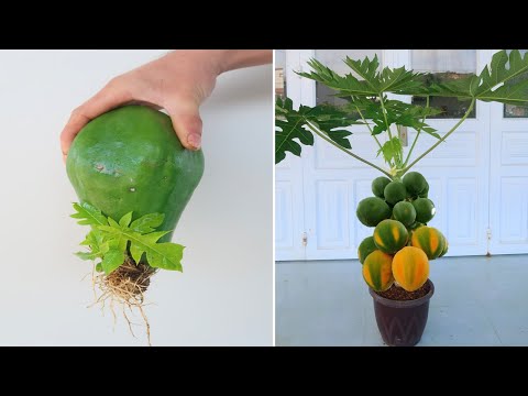 How to grow papaya tree from papaya fruit for beginners