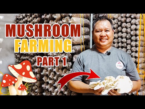 MUSHROOM FARMING (PART 1) | BUHAY AY BUMUTI, DAHIL SA PAGKAKABUTE: A SUCCESS STORY OF MR. CARILLO
