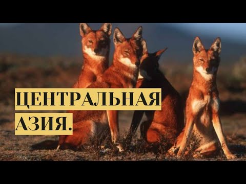 ФИЛЬМ ОБ ОДНОМ ИЗ САМЫХ НЕИЗУЧЕННЫХ УГОЛКОВ ЗЕМЛИ!Центральная Азия. Дух дикой природы.Семейный канал