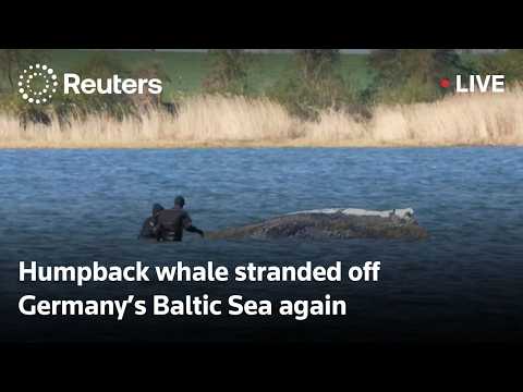 LIVE: Timmy the humpback whale stranded off Germany’s Baltic Sea again