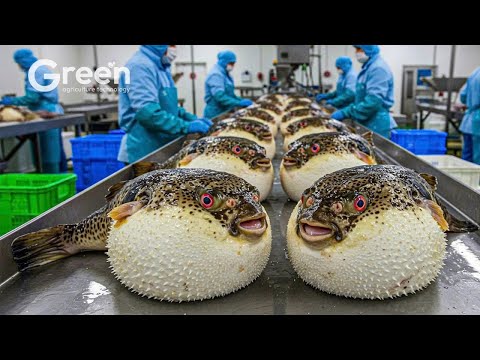 Harvesting Millions of Pufferfish and Processing Sashimi Meat in the Factory  - Pufferfish Farm