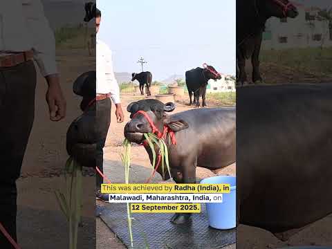 SMALLEST water buffalo in the world! 🐃