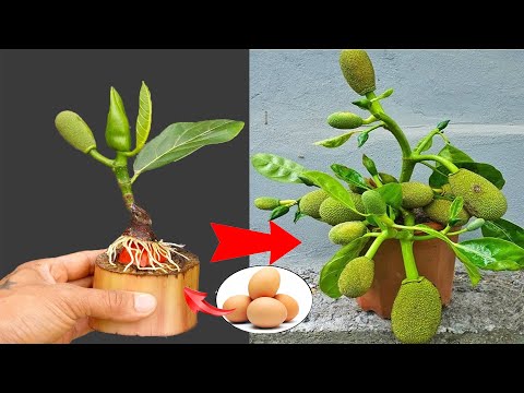 SUMMARY OF 3 BEST TIPS on 3 ways to propagate jackfruit trees super fast thanks to this simple thing