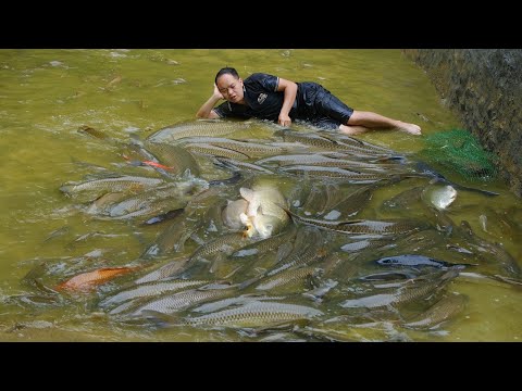 Harvesting fish after 3 years of care - Disinfecting fish pond with lime
