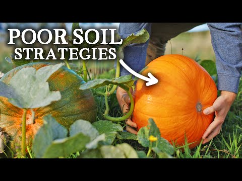 How To Grow LOADS of Food in Poor Soil (Minimal Compost Ideas)
