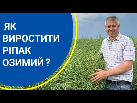 Рекомендації щодо посіву озимого ріпаку. Епізод №104