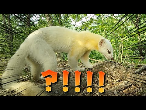 대박!!! 1년간 방치했던 카메라에 전설의 동물이 찍혔습니다..!!