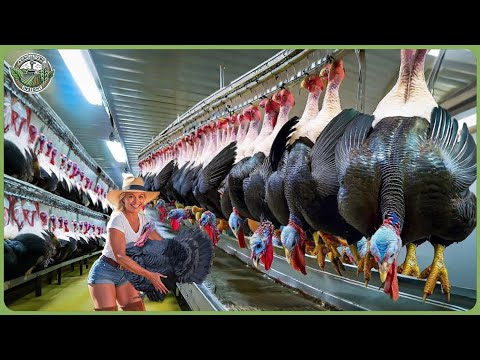 How Millions of Turkeys Are Processed - Incredible Turkey Farming & Processing In Factory