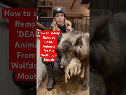 WOLF GUARDS CARCASS - How to Remove DEAD animals from a Wolfdog’s Mouth - wolfdog #wolfdogtraining