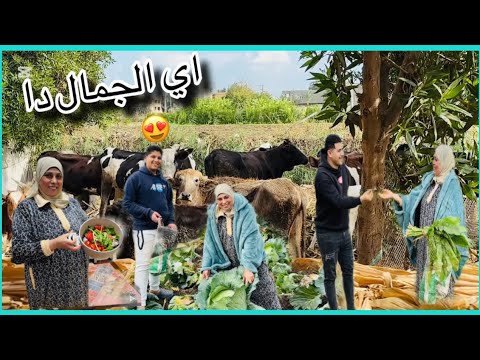 قاعده محتاره على الغدا 🤔وعندى ضيوف سرحت الغيط 🌿جبت اكله الغلابه 😱ببلاش وروتين طيور واخبار بكسه طيور🪿