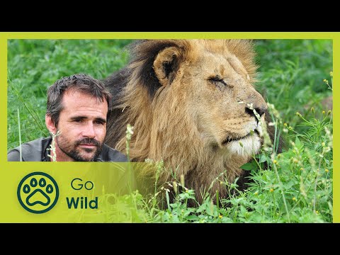 Lion sanctuary on the edge of Dinokeng - Lions on the Move 1/2 - Go Wild