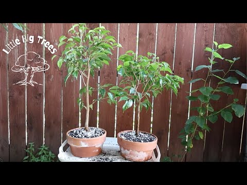 Two Ficus Benjamina Cuttings Start Their Bonsai Training