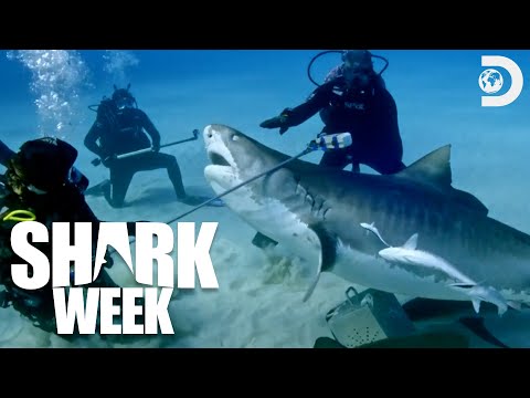 Researching a Chaotic Shark Feeding Frenzy | Shark Week (2024) | Discovery