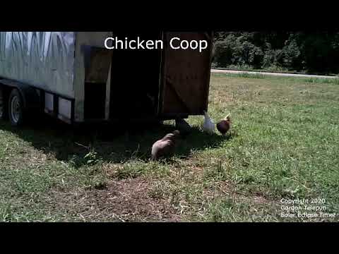 Chicken Behavior During The 2017 Solar Eclipse In 30 Seconds