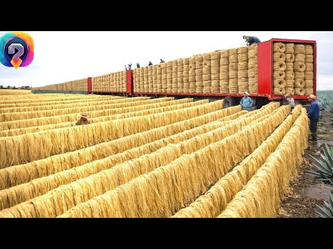 Wie Sisal- und Lotusfasern verarbeitet werden! Einzigartige Aufnahmen aus dem Produktionsprozess!