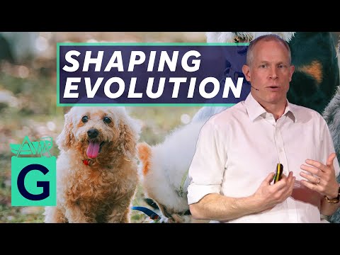 Artificial Selection: How Humans have Shaped Evolution - Robin May