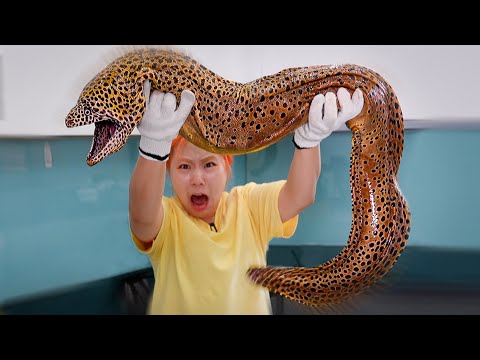 This GIANT Spotted Wolf Fish Is DANGEROUS – Do NOT Touch! ⚠️🐆🐟