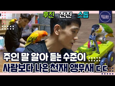[FULL영상] "후진했다가 전진해보자." 주인 말을 알아듣는 수준이 사람보다 나은 천재 앵무새가 있다!?