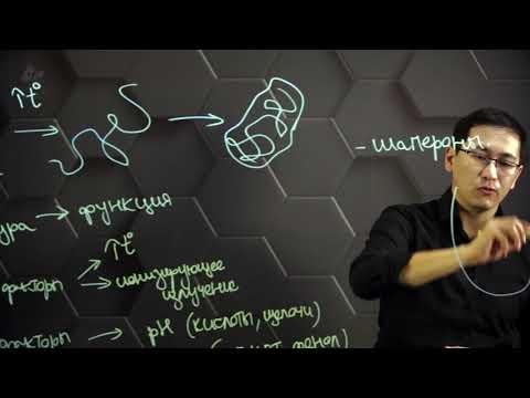 Денатурация и ренатурация белков. 10 класс.