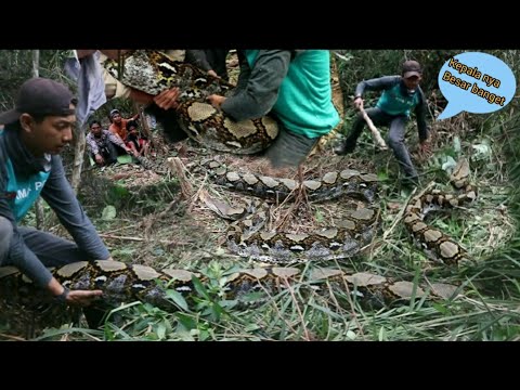 THE MOMENTS WHEN THE BIGGEST PYTHON MONSTER SNAKE IN RIAU WAS CAPTURED, IT'S REALLY HUGE