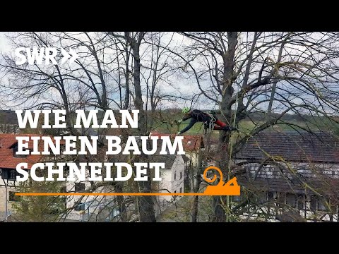 Wie man einen Baum schneidet | SWR Handwerkskunst