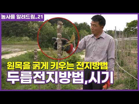 두릅 전지하는 방법 전정 시기 두릅나무 재배