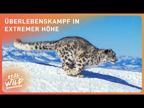 Tierische Überlebenskünstler in der extremsten Höhe von Tibet