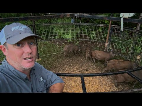 Hog Invasion Stopped! Wild Hogs Wrecking Yard CAUGHT! Fed Family. 