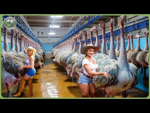How Millions of Ostriches Are Processed – Insane Ostrich Eggs, Meat & Leather Harvesting  Let's Dive