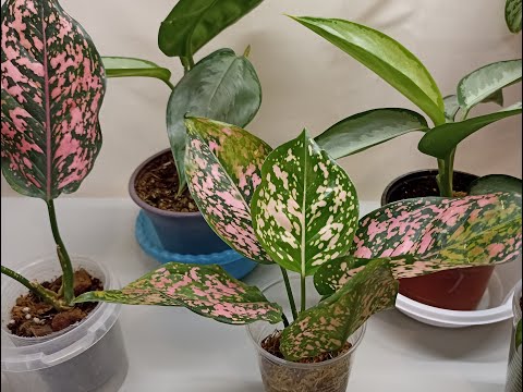 How I separate the babies of aglaonema and dieffenbachia