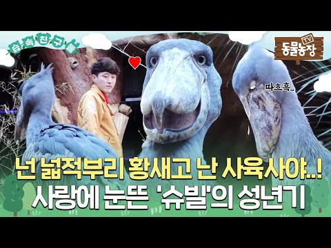 [#습속친구들] 널 너무 많이 사랑한 죄😭, 사육사에게 빠져버린 ‘슈빌’의 첫사랑❤️  #TV동물농장 #AnimalFarm #SBSstory