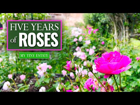 5 YEAR Rose Garden Transformation! | My Tiny Estate