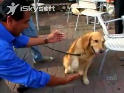 What Would You Do?  ABC News - Dog Left Inside a Hot Car