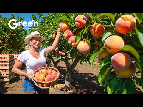 Peach Farming - Peach Harvesting & Canned Peach Prosessed in Factory🍑| Agriculture Technology
