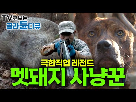 산에서 분탕질에 사람까지 공격하는 400kg 괴물 멧돼지를 한 방에 제압하는 경력 30년 베테랑 프로 사냥꾼｜호랑이와 표범 사라진 야생｜한국 멧돼지 포획작전｜극한직업｜#골라듄다큐