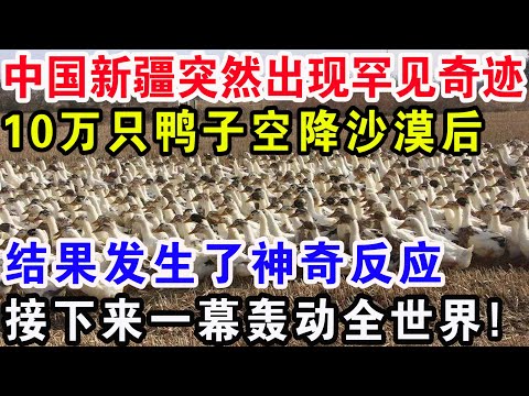中国新疆突然出现罕见奇迹，10万只鸭子空降沙漠后，结果发生了神奇反应，接下来一幕轰动全世界！