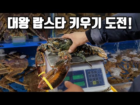 시장에서 구입한 대형 랍스터!! 거대한 집게발이 보기만해도 무섭네요 ㄷㄷㄷ